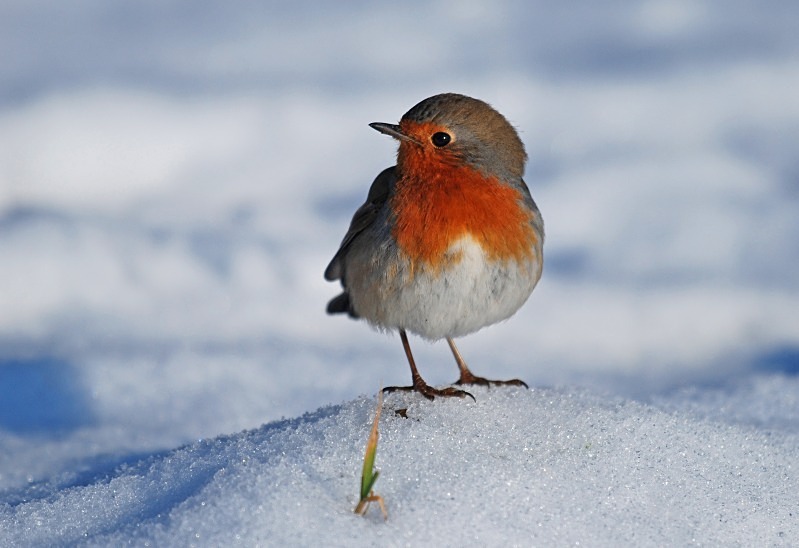 February 2009 - Robin - Photos of the month