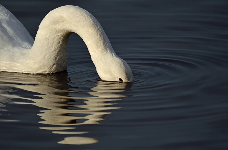 Whooper Swan - Whooper and Bewick's Swans