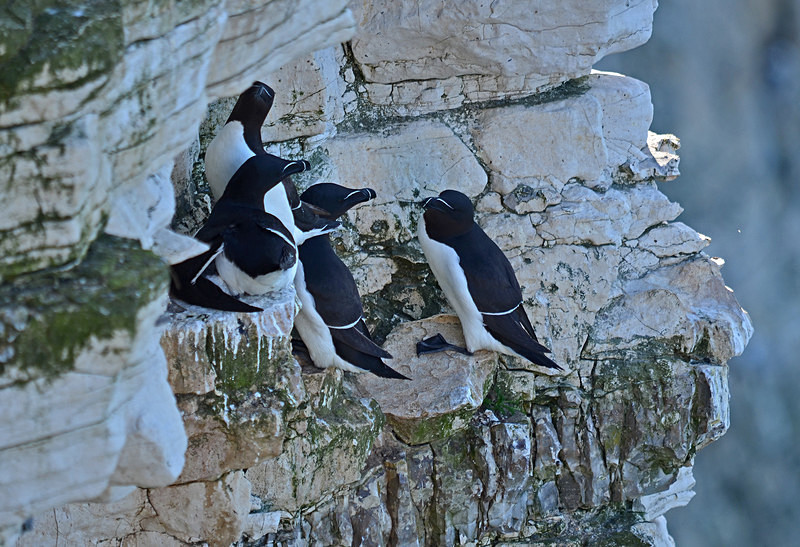 Razorbills - Auks