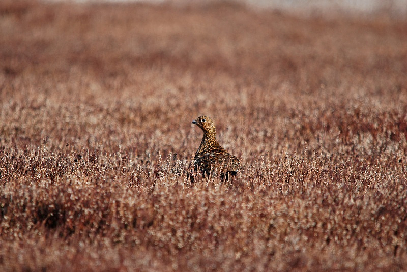 Red Grouse - Game birds