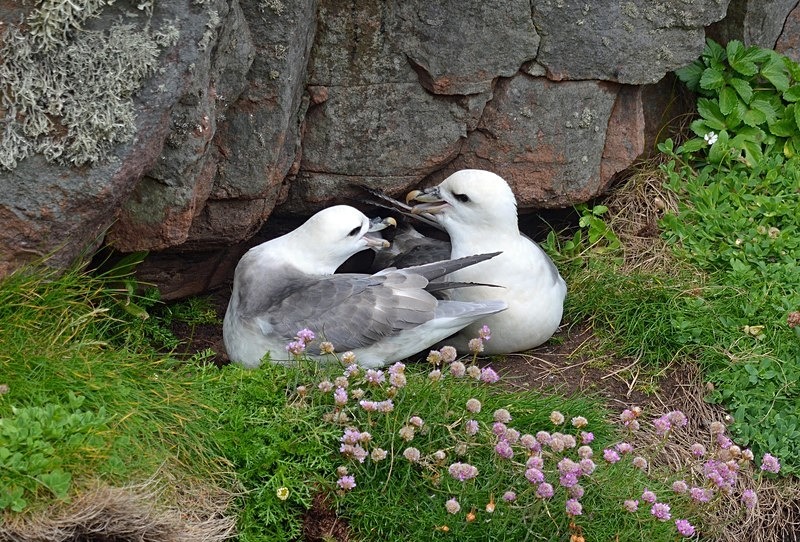 Fulmars - Fulmars