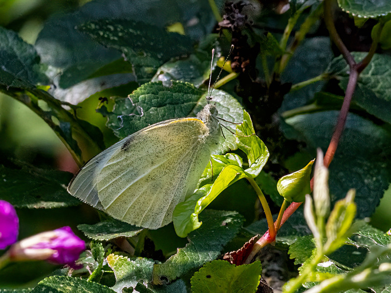 Large White - Latest photos