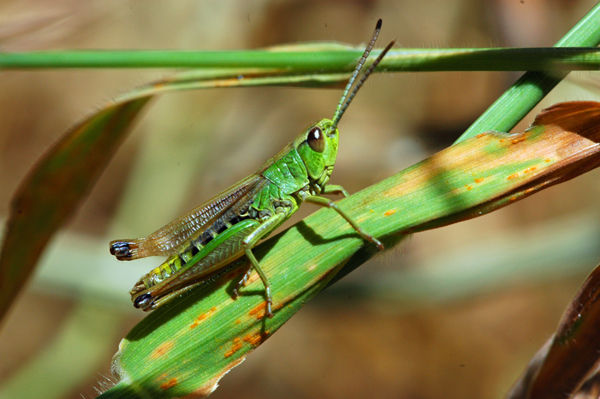 Meadow Grasshopper - Insects, beetles, spiders, etc.