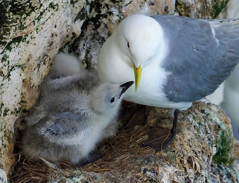 Kittiwakes - Gulls