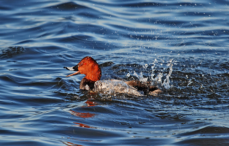 Common Pochard - Diving ducks