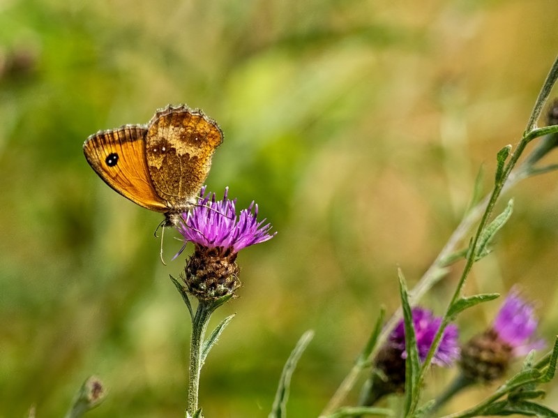 Gatekeeper - Butterflies