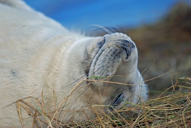 Atlantic Grey Seal - Atlantic Grey Seals