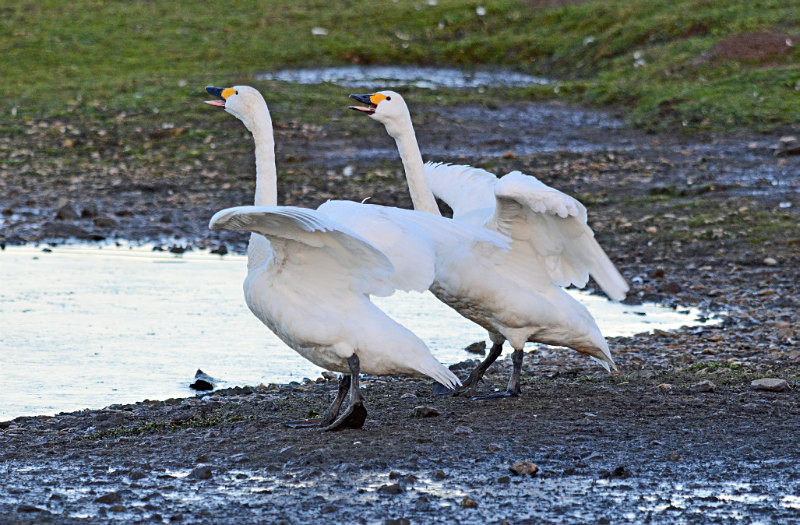 Bewick's Swans - Whooper and Bewick's Swans