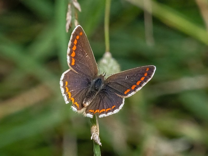 Brown Argus - Butterflies
