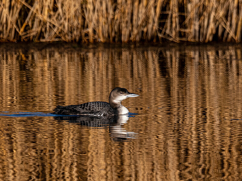 Great Northern Diver - Latest photos