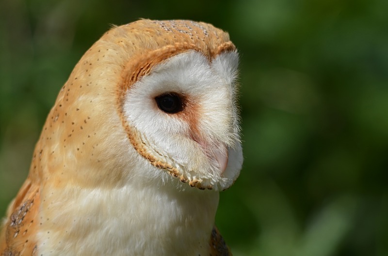 Barn Owl - Barn Owl