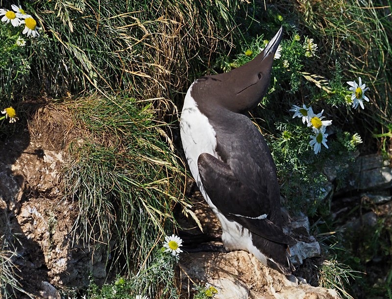 Common Guillemot - Auks