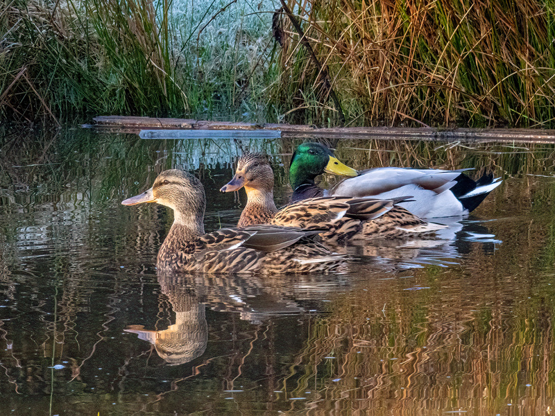 Mallards - Latest photos