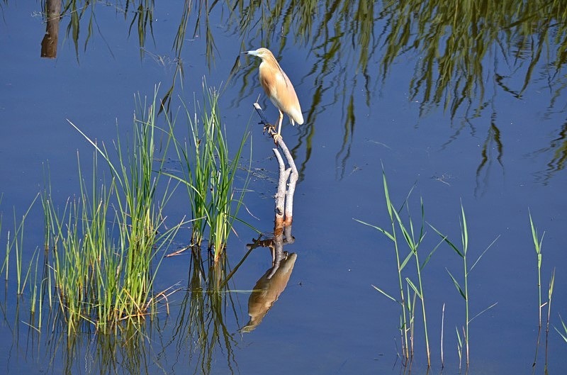 Squacco Heron - Bulgaria