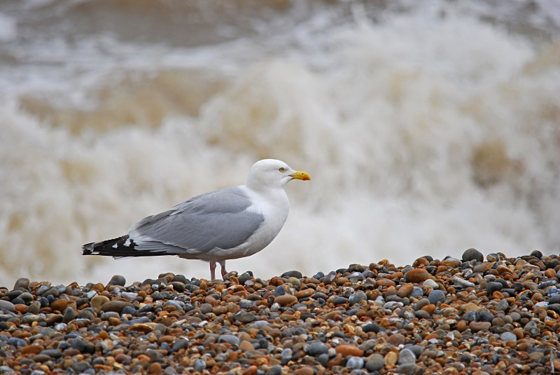 Herring Gull - Gulls
