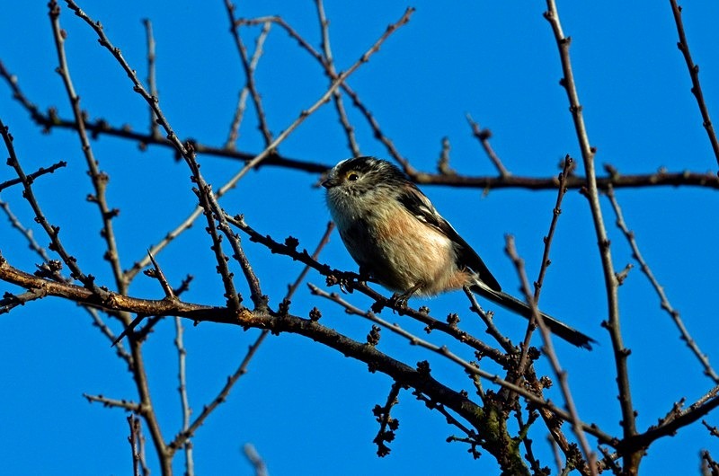 Long-tailed Tit - Tits