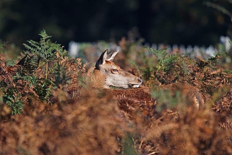 Red Deer - Red Deer