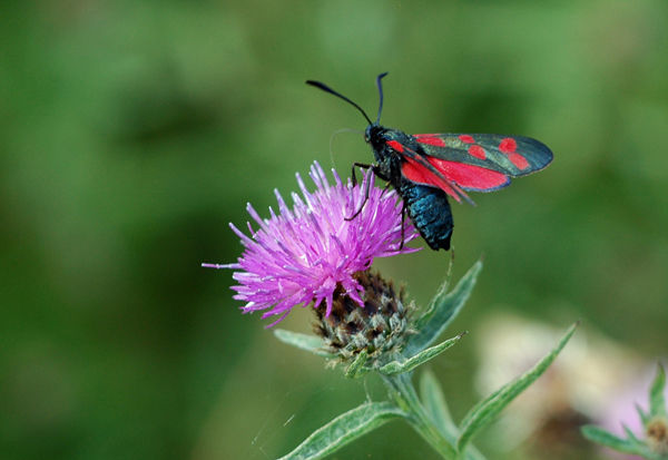 Six-Spot Burnet - Moths