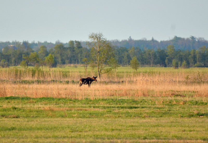 Elk (Moose) - Estonia