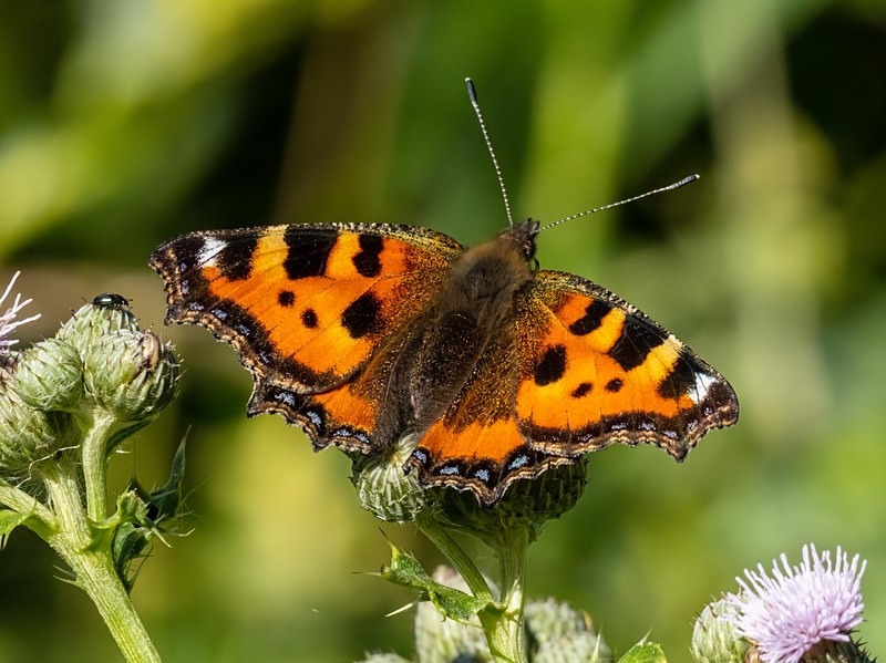 Small Tortoiseshell - Butterflies
