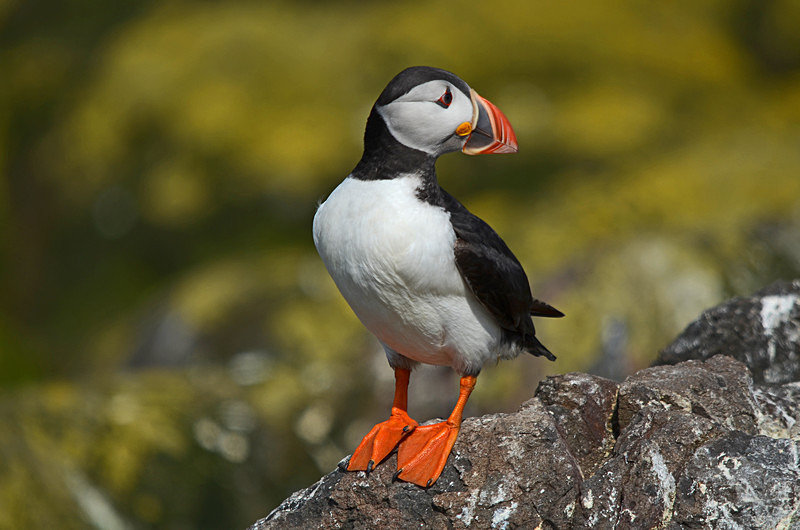 Puffin - Puffins
