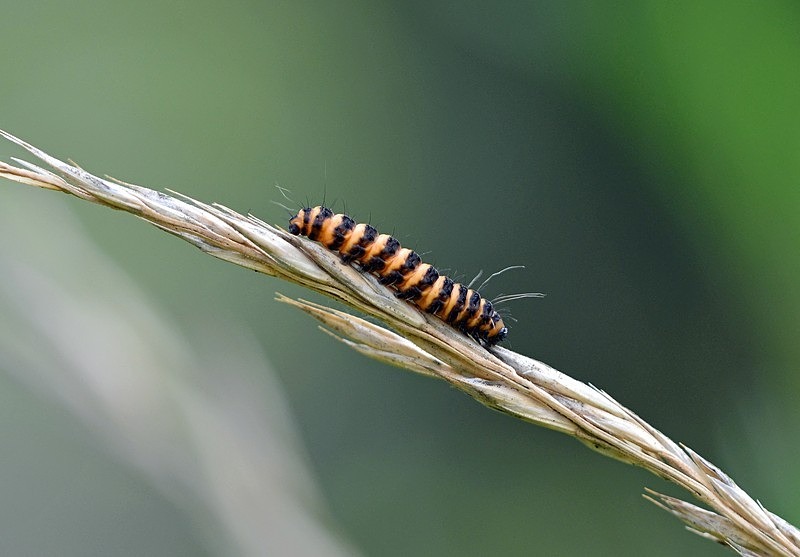 Cinnabar caterpillar - Moths