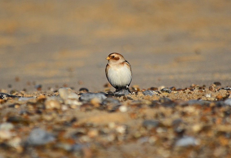 Snow Bunting - Buntings