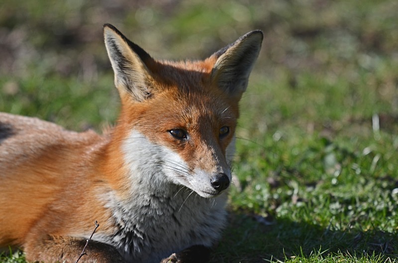 Red Fox