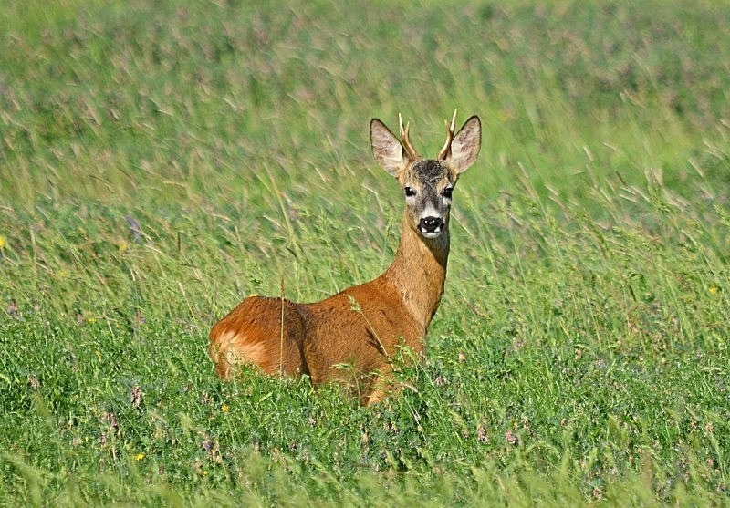 May 2017 - Roe Deer - Photos of the month