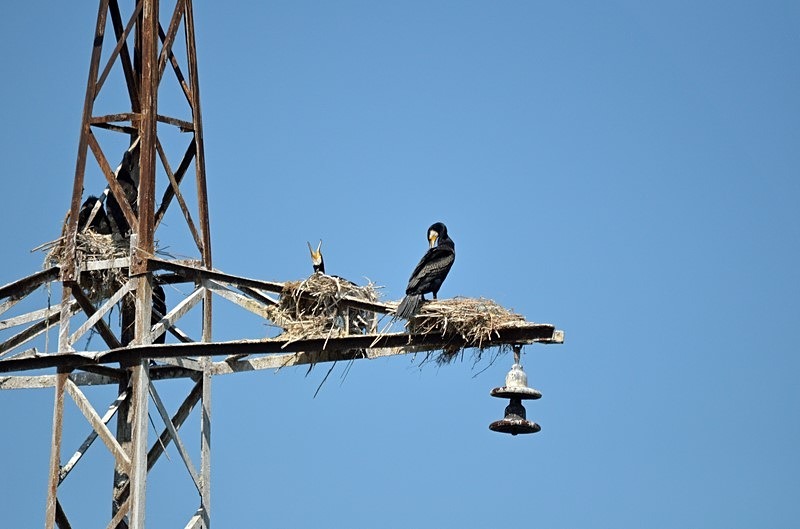 Cormorants - Bulgaria