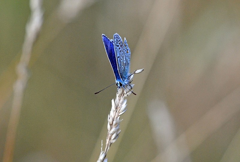 Common Blue - Butterflies