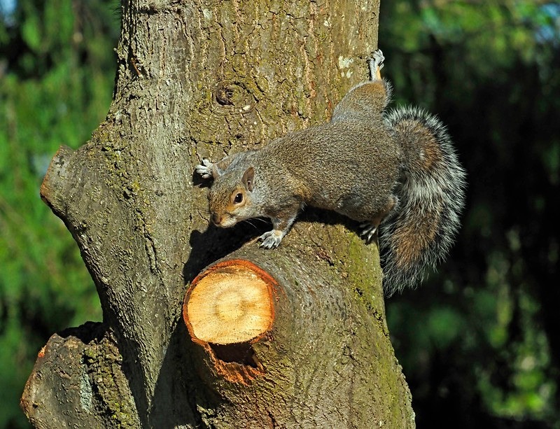 Grey Squirrel - Grey Squirrels