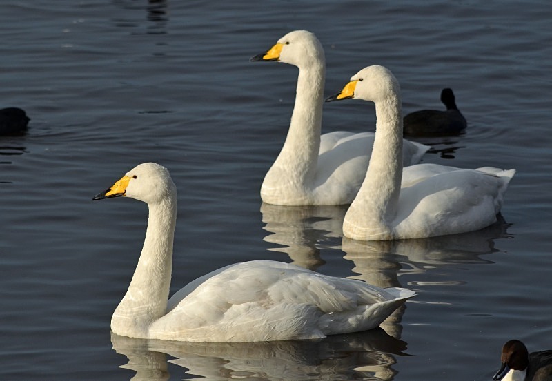 Whooper Swans - Whooper and Bewick's Swans