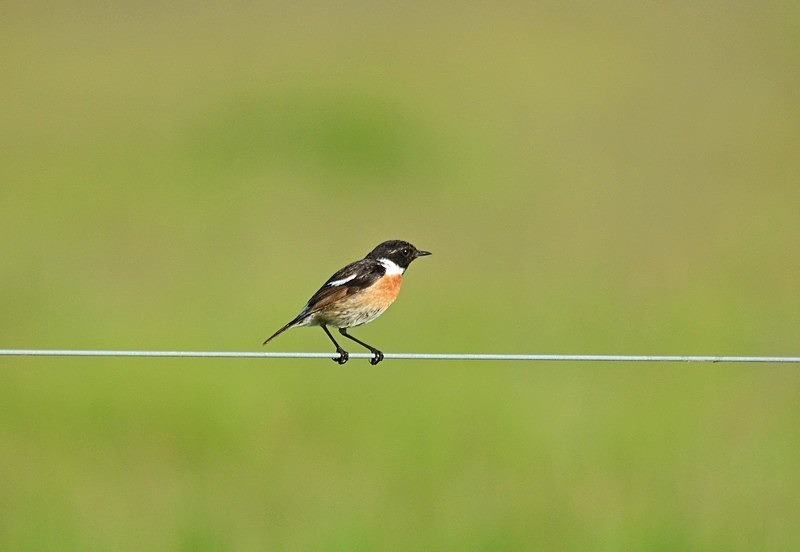 Stonechat - Hungary