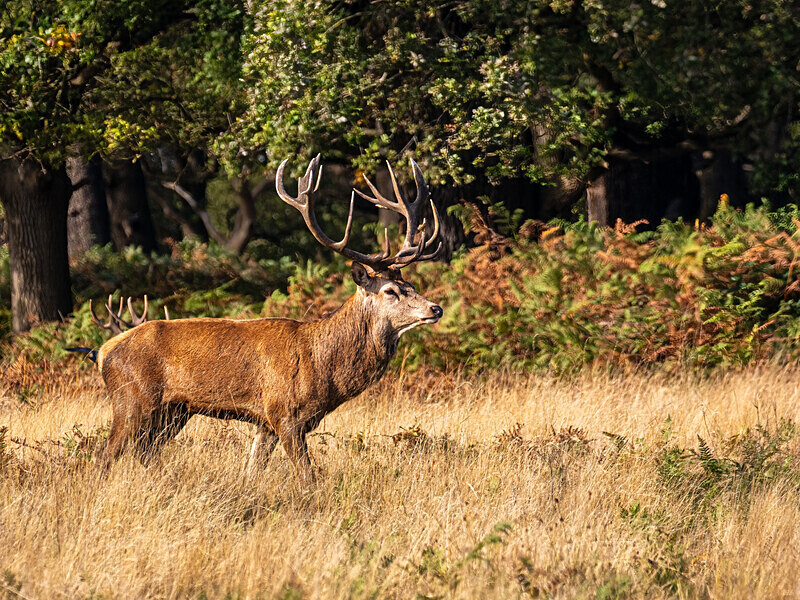 Red Deer - Latest photos