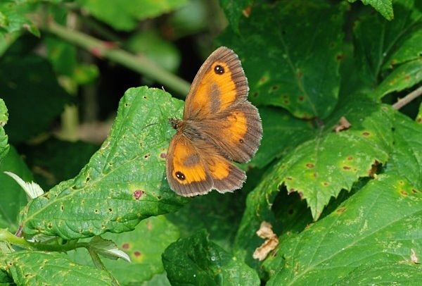 Gatekeeper - Butterflies