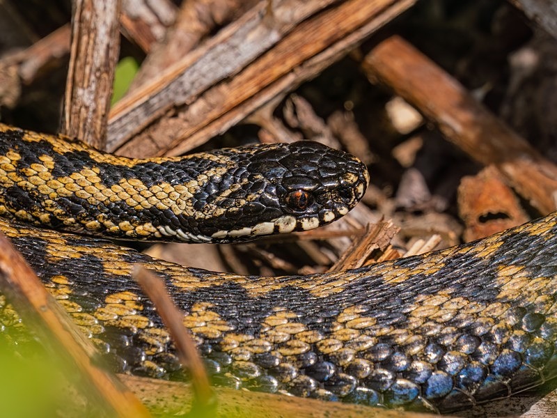 Adder - Snakes