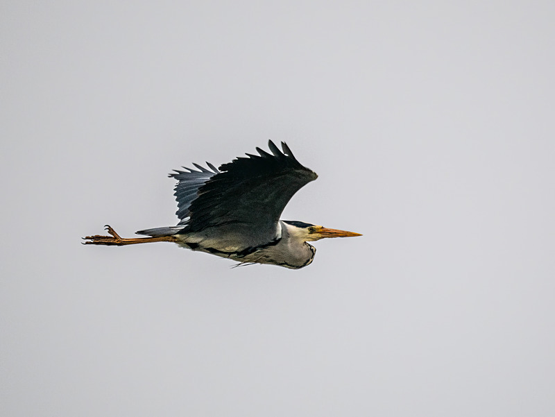 Grey Heron - Latest photos
