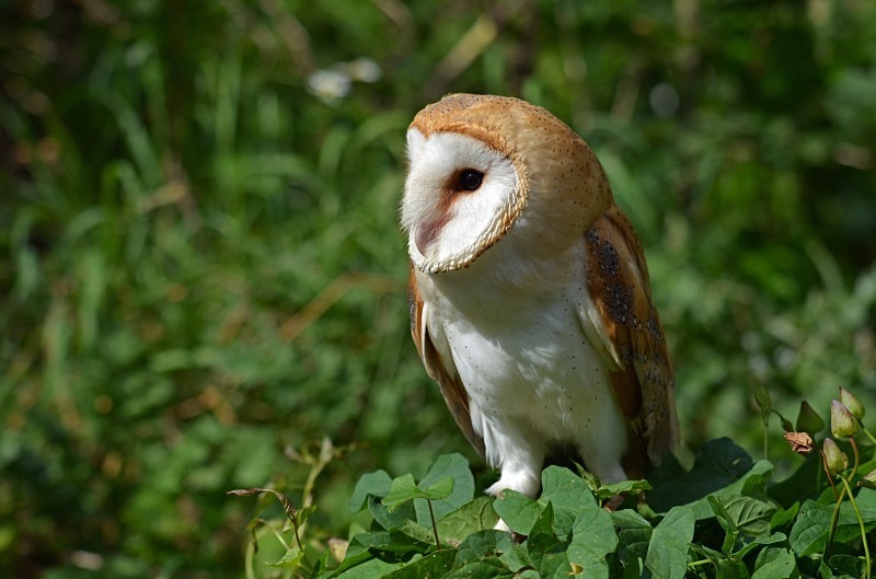 Barn Owl - Barn Owl