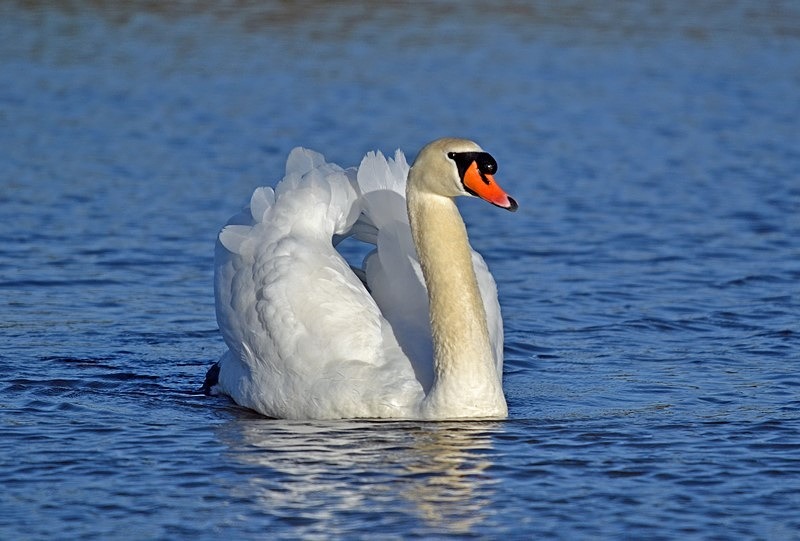 Mute Swan - Mute Swans