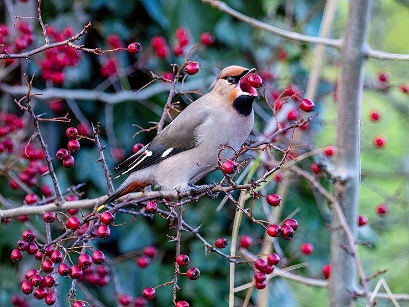 Waxwing - Latest photos