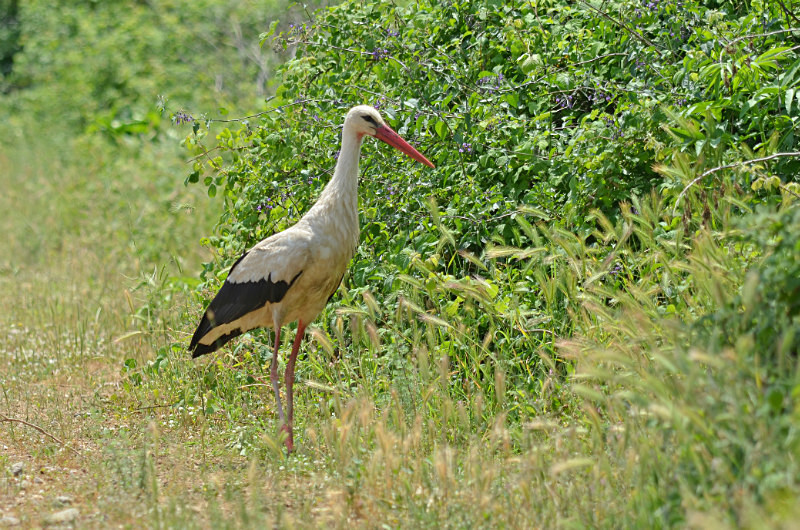 White Stork - Central Macedonia