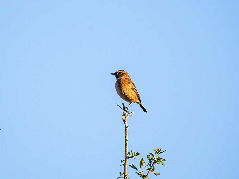 Stonechat - Latest photos