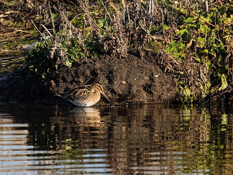 Common Snipe - Snipes and woodcocks