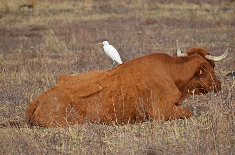 Cattle Egret - South Spain - September 2013