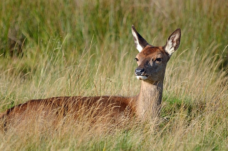 Red Deer - Red Deer