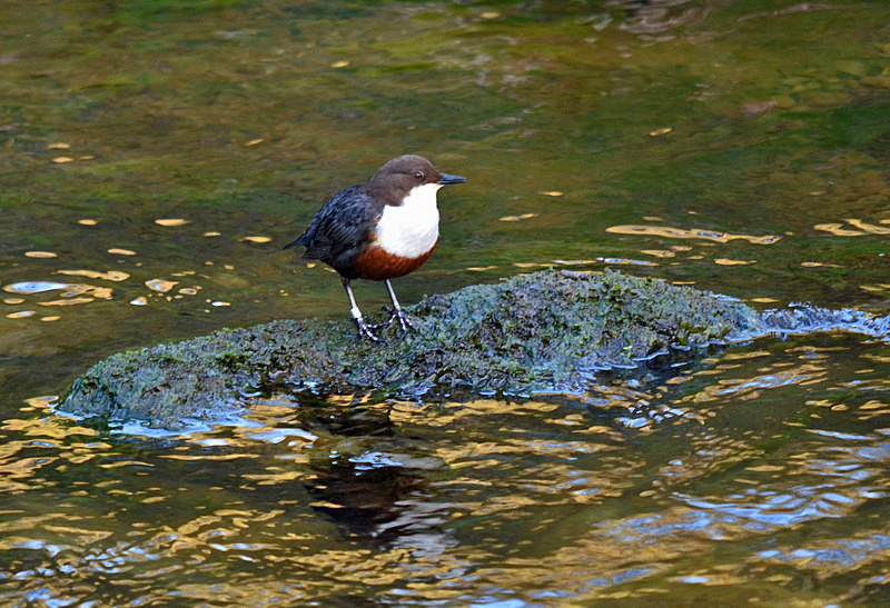 Dipper - Dippers