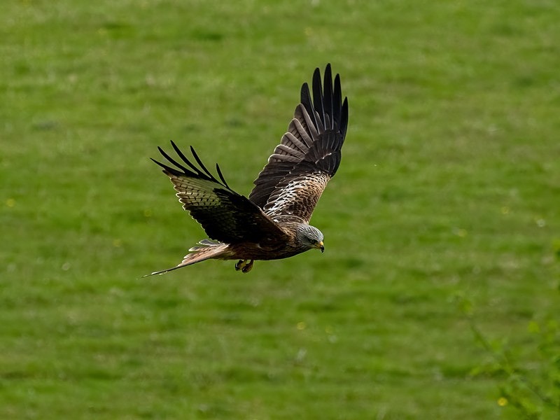 Red Kite - Birds of prey