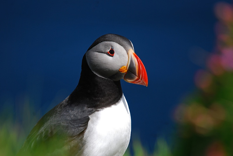 Puffin - Puffins