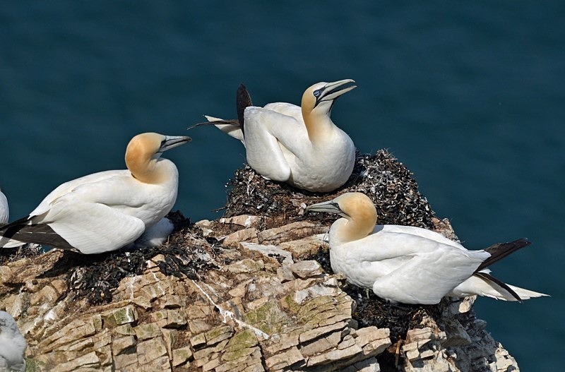 Gannets - Gannets